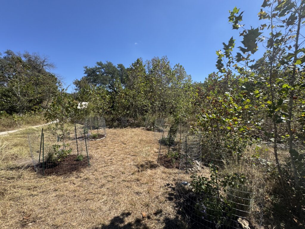 Landscaping for Pollinators. Plants caged for protection from wildlife.