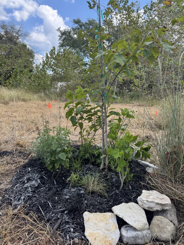 new plantings of a variety of plants with mulch and rock mulch.