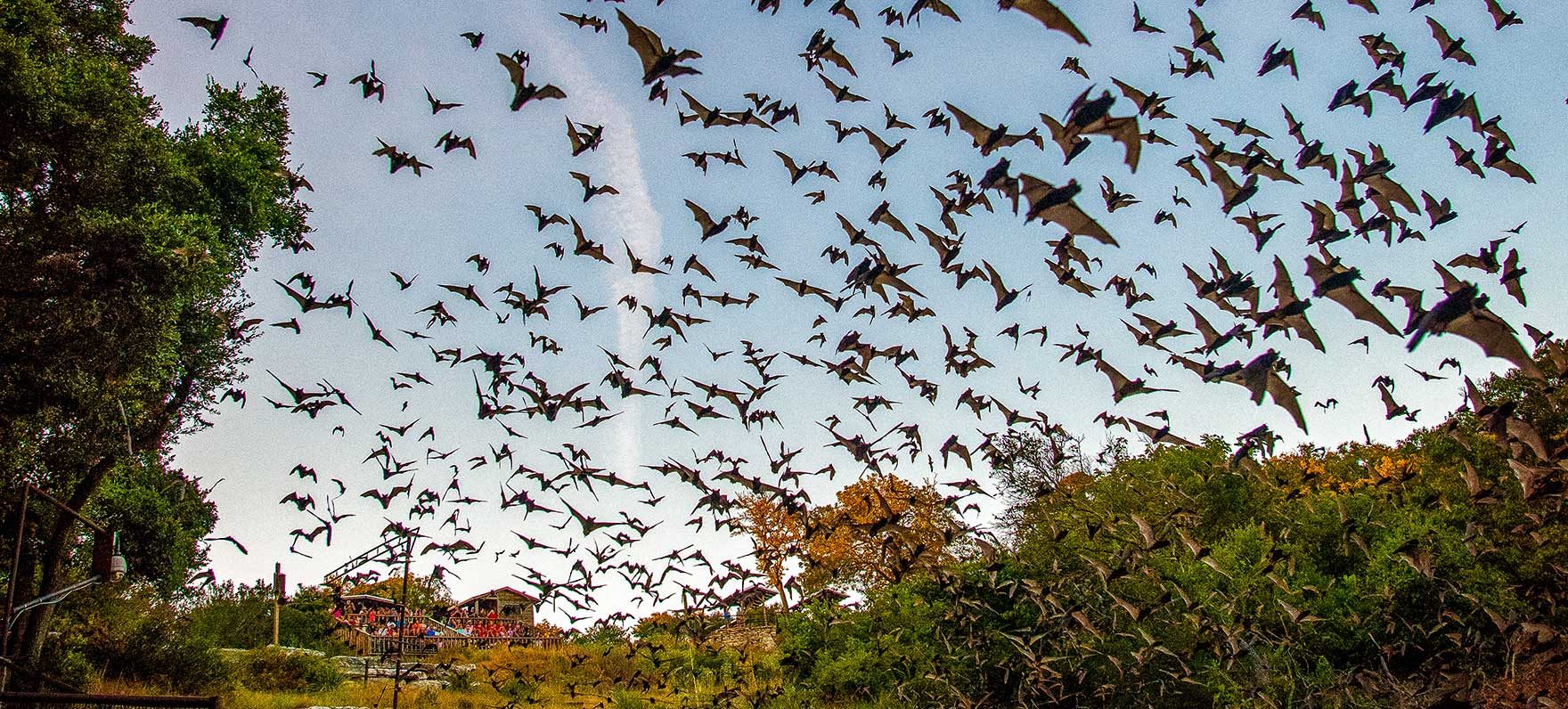 Bat emergence at sunset at Old Tunnel State Park