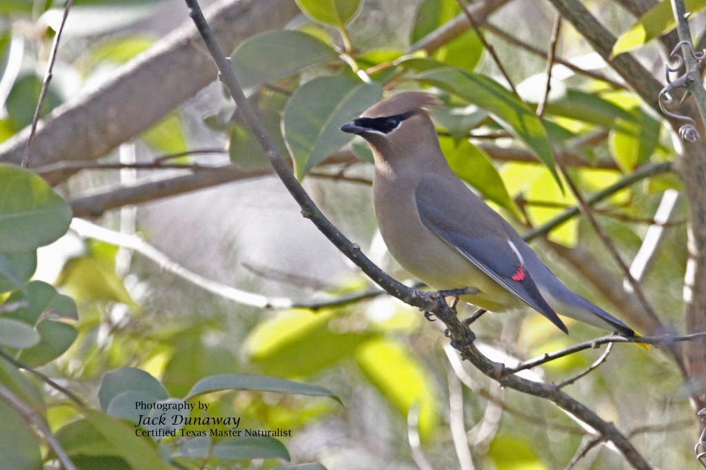 Cedar Waxwing (CEDW) Bombycilla cedrorum