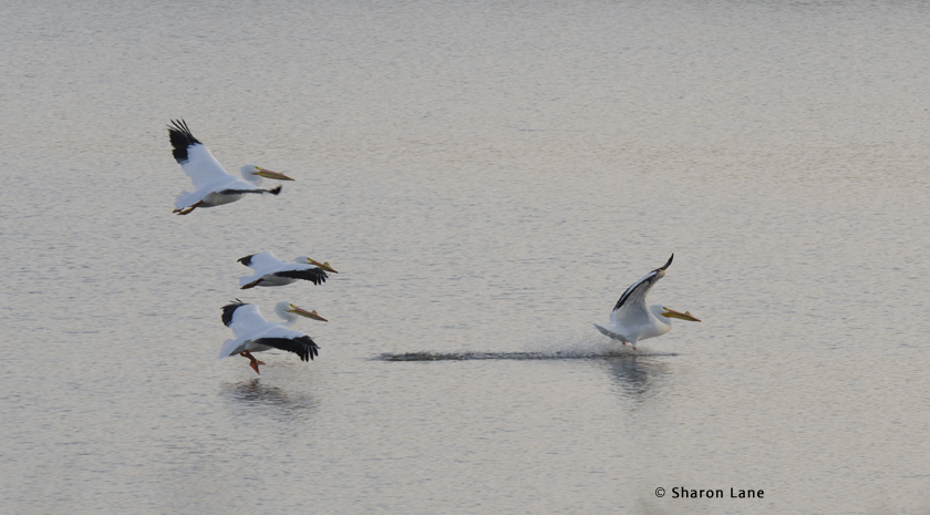 Squadron of pelicans
