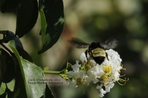 American Bumblebee
