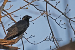 American Crow