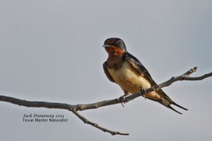 Barn Swallow