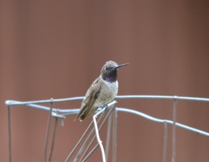 Black-chinned_Hummingbird