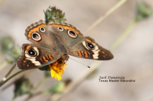 Common Buckeye