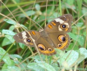 Common Buckeye