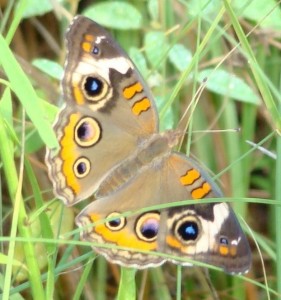 Common Buckeye