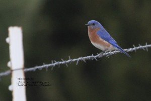 Eastern Bluebird male