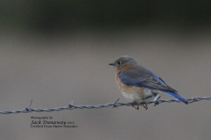 Eastern Bluebird female