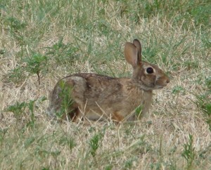 Eastern Cottontail