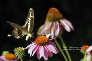 Giant Swallowtail