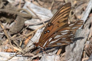 Gulf Fritilary