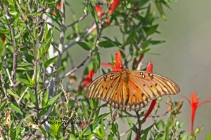 Gulf Fritillary