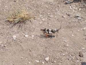 Clear-winged Grasshopper sp