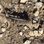 Kiowa grasshopper