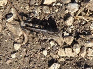 Kiowa grasshopper