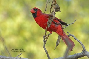 Northern Cardinal male