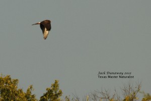 Northern Harrier female