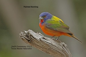 Painted Bunting male