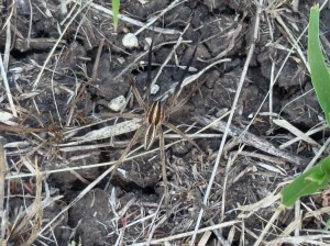 Rabid Wolf Spider