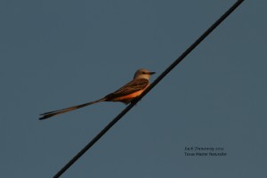 Scissor-tailed Flycatcher