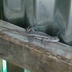 Texas Spiney Lizard