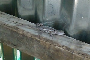 Texas Spiney Lizard