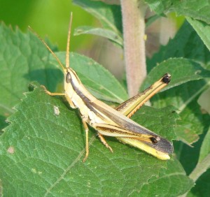 Two-striped Mermiria