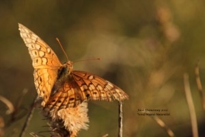 Varigated Fritillary