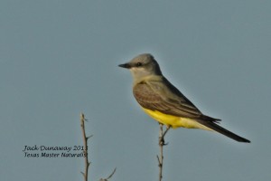 Western Kingbird