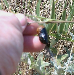 Pupa casing on milkweed