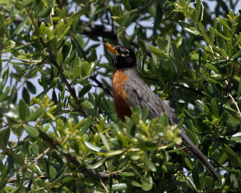 When Robins Sing