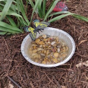 A butterfly puddler, made with a pie tin and rocks, provide water in the garden. 