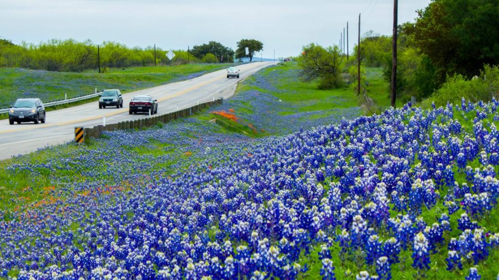 Bluebonnets growing alongside a Texas highway. 