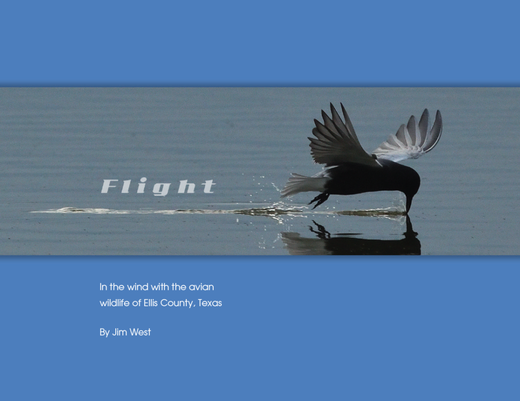Flight.  In the wind with the avian wildlife of Ellist County, Texas
By Jim West