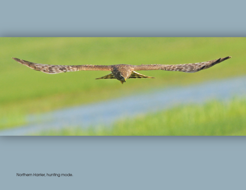 Northern Harrier, hunting mode.