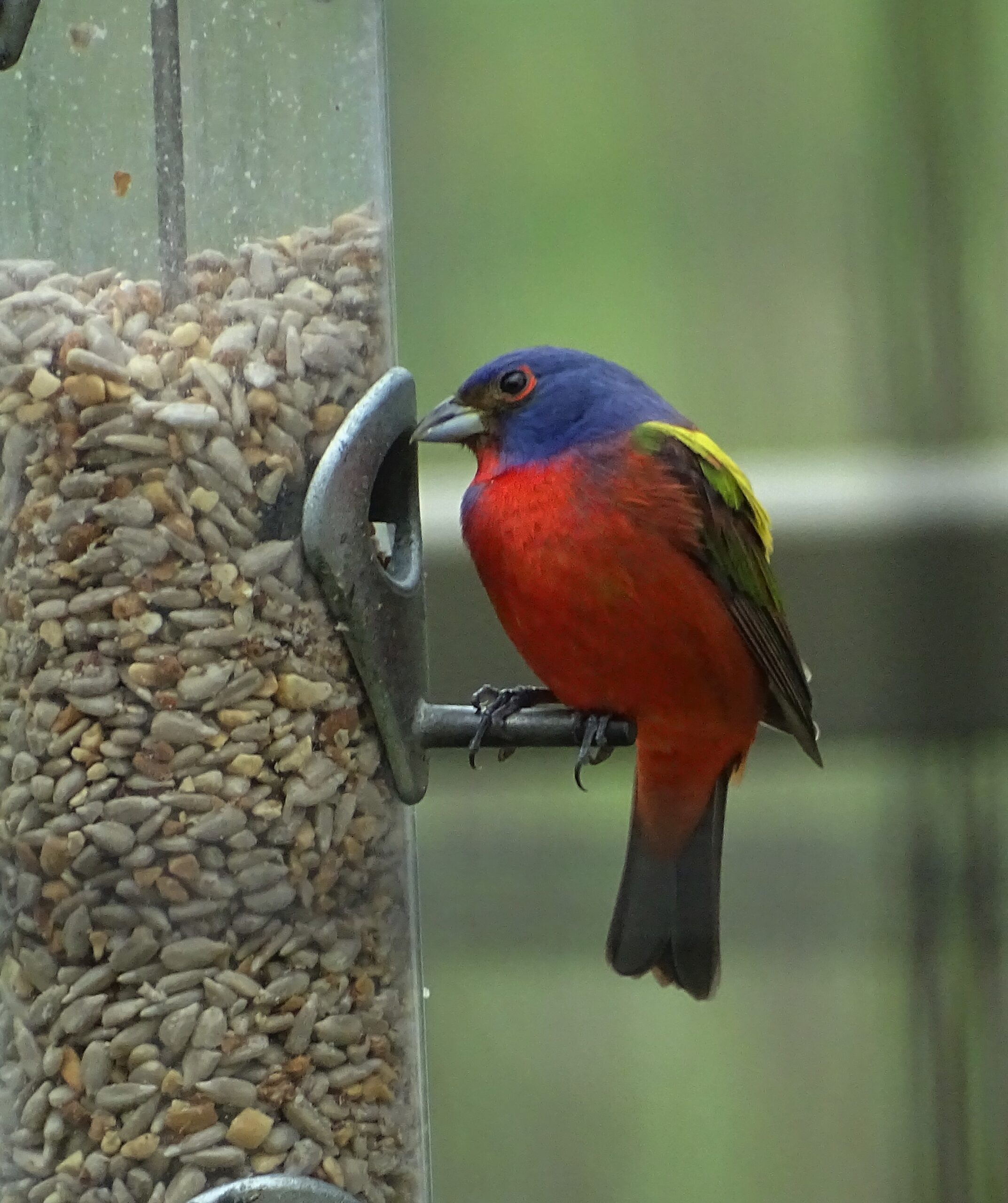 Texas Master Naturalist Lindheimer Chapter