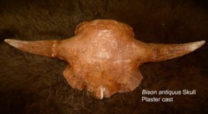 Bison antiquus plaster cast skull from Sibley Nature Center collection.