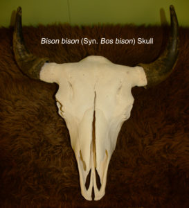 Bison skull from Sibley Nature Center collection.