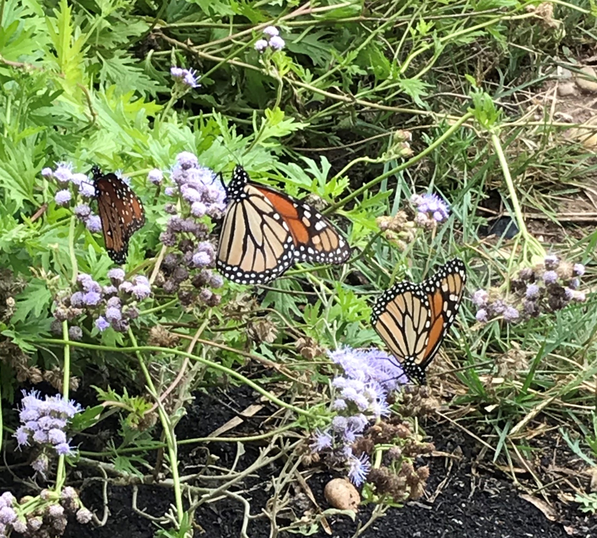 I-20 Butterfly Garden and Butterfly Counts