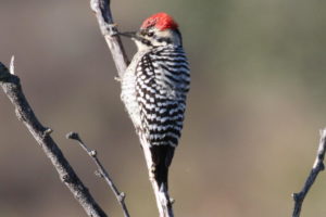 Ladderback Woodpecker
