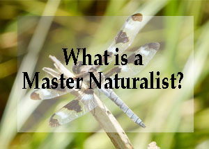 What is a Master Naturalist Link