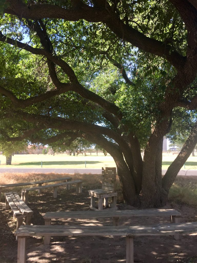 Live Oak tree at Sibley Nature Center with benches