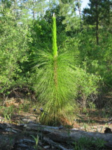 Longleaf in Candle Stage