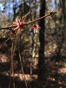 Red Witchhazel