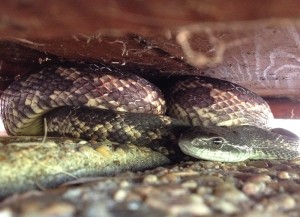rat snake