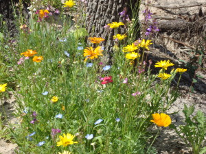 Wildflowers & Butterflies April 2012 014