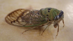 Annual Cicada 