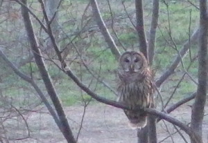 Barred Owl just watchin' the trucks go by from a tree along Riverside Dr. across flood plain from kayak take-out
